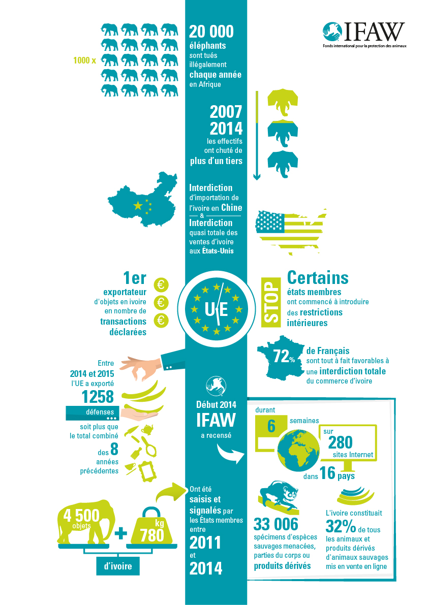 Infographie IFAW trafic d'ivoire