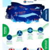 Infographie sur le transport maritime le bruit sous-marin